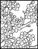 Coloring Cherry Blossom Chinese Pages Tree Lanterns Colouring Print Flower Lantern Japanese Sheets Blossoms Printable Festival Book Drawing Pattern Adult sketch template