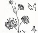 Milkweed Common Asclepias sketch template