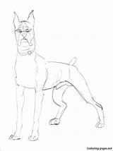 Boxer Dog Coloring Pages Getcolorings Getdrawings sketch template