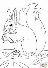 Coloring Winter Squirrel Supercoloring Pages Fall Animals Animal Preparing sketch template