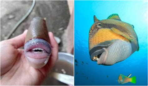 creepy fish  human  mouth  malaysian coral reefs