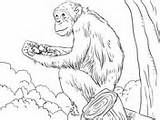 Coloring Chimpanzee Common Handed Lar Gibbon sketch template