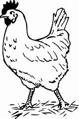 Choose Board Chicken Coloring Pages sketch template