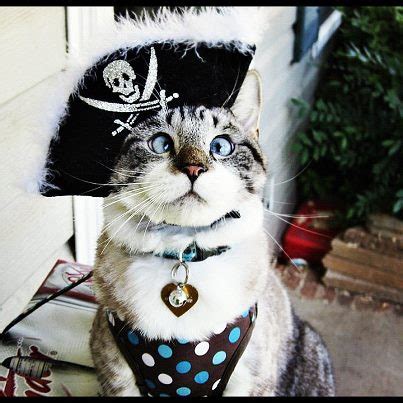 hilariously creative halloween costumes  cats page