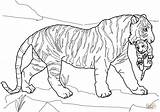 Tiger Coloring Cub Carrying Mother Pages Drawing Silhouettes sketch template