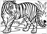 Coloriage Asie Tigre Felin Foret Dessin Vit Bleus Yeux Imprimer Sauvages sketch template