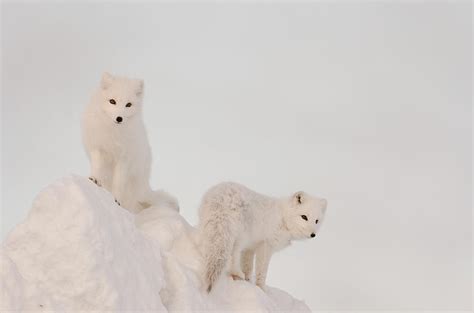 two arctic foxes stand in late photograph by tom soucek fine art america
