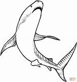 Coloring Shark Tiger Pages Printable Drawing sketch template