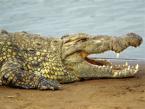 crocodile wallpapers   software full version