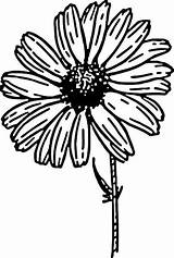 Daisy Gerbera Chrysanthemum Aster Onlinelabels Designlooter Clipground Adults Tauhan Prinsipe Emaze Clker sketch template