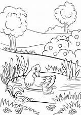 Pond Duck Bushes Duckling Vijver Pato Reeds Zwemmen Weinig Eendje Eend Vriendelijke Charca Nadan sketch template
