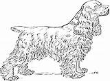 Cocker Spaniel Labrador Designlooter Desenho sketch template