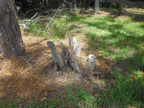 how to get rid of palm tree stumps 4 ways to remove tree