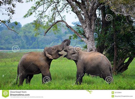 Elephants In Love Sri Lanka Stock Images Image 32120894