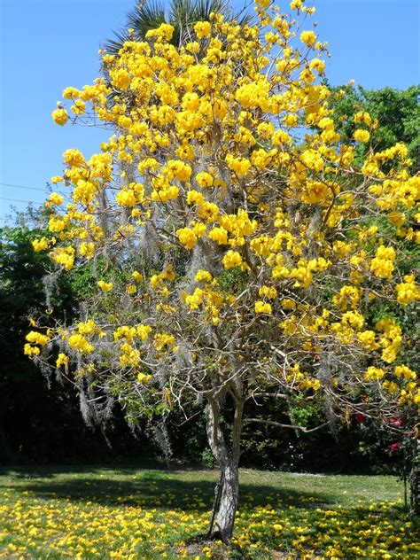 cottage creative living  egretta wells yellow flowering tree
