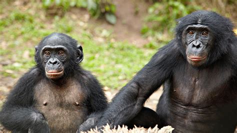 do bonobos really spend all their time having sex the