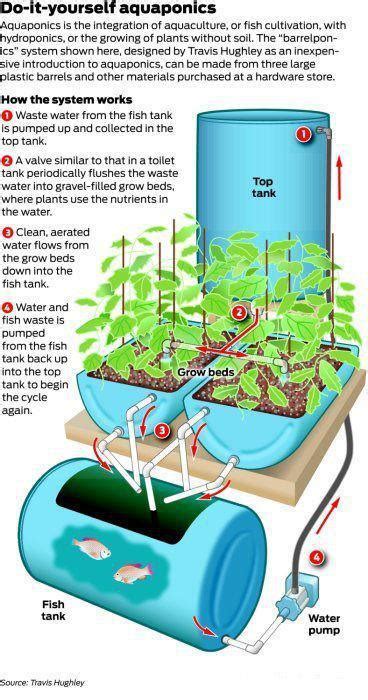 aquaponics  tumblr