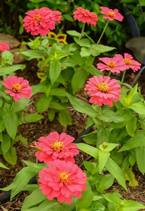 zinnias colorful flower varieties   easy  grow