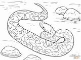 Anaconda Serpent Python Colorare Ausmalen Disegni Schlangen Ausmalbild Pitone Drucken Malvorlagen Kostenlos Ausdrucken Hugolescargot sketch template