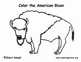 Bison Coloringgames sketch template