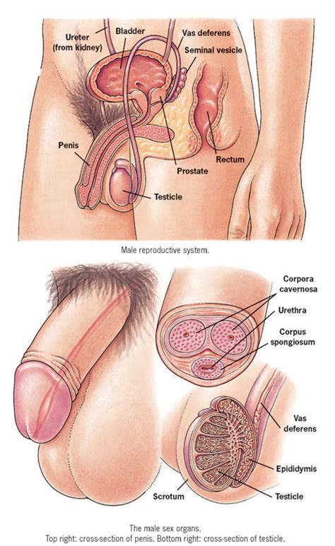 Male Sex Organ Porn Xxx Pics