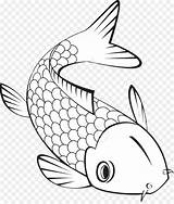 Koi Ikan Mewarnai Buku Goldfish Tropis Ilustrasi Coldwater Garis Unduh Kisspng sketch template