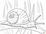 Snail Caracol Snails Escargot Colorare Lumaca Schnecke Disegni Schnecken Folha Longa Hoja Drawing Respire Terrestre Colouring Caracoles Supercoloring Malvorlagen Lumache sketch template