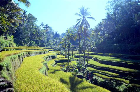 A Lush Green Rice Field With Trees In The Background