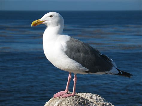 seagulls summit spe