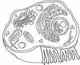 Cell Coloring Animal Diagram Plant Parts Answers Biology Key Corner Pages Answer Clipart Worksheet Human Labeled Structure Label Organelles Clip sketch template