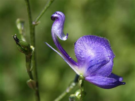 aconitum pflanzen thenymphisnotexist