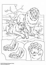 Leeuwen Leones Colorare Disegno Leoni Colorier Scarica sketch template