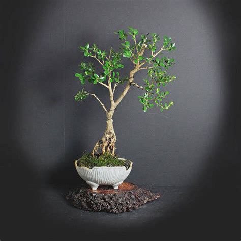 japanese boxwood bonsai tree japanese bonsai collection