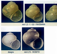 Afbeeldingsresultaten voor "rissoella Globularis". Grootte: 193 x 185. Bron: www.conchigliedelmediterraneo.it
