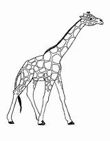 Giraffe Coloring Pages Awesome Printable Animals Cartoon Netart Drawing Color Giraffes Getcolorings Choose Board sketch template