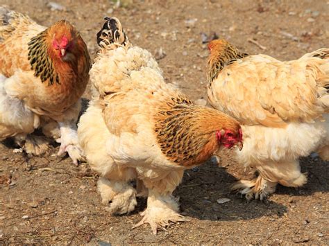 feather footed chicken breeds audreys  farm