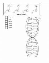  sketch template