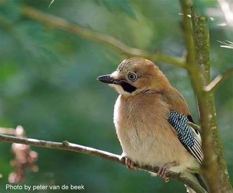 informatie  vogels van nederland vogels kijken en fotos vogels kijken vogels kijken