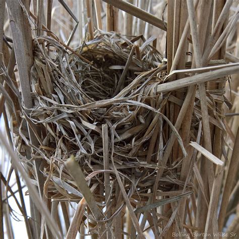 nesting willsecom