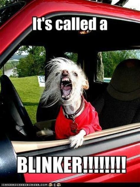 humor cutefunny    driving bones funny  funny pictures funny pictures