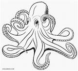 Octopus Coloring Pages Realistic Adult Octupus Drawing Printable Kids Cool2bkids Clipart Drawings Vector Sea Clip Illustrations Animals Queer Ocean sketch template