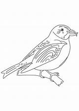 Scottish Crossbill Coloring sketch template