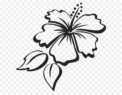 high quality hibiscus clipart outline transparent png images