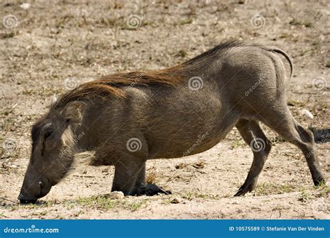 warthog stock image image  warthog mammal kruger