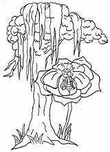 State Louisiana Tree Coloring Popular sketch template