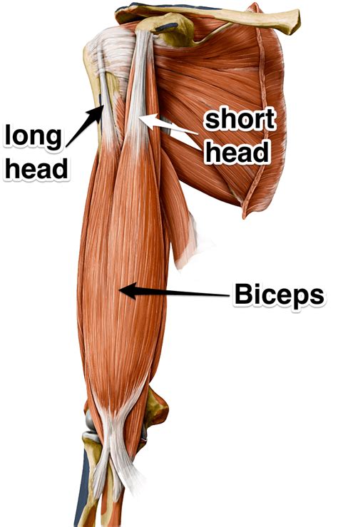 biceps brachii muscle yoganatomy