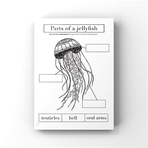 jellyfish anatomy printable worksheet  page instant etsy