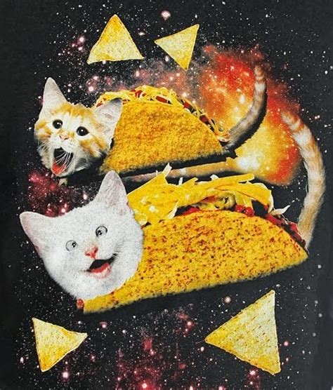 catladyland cats  funny taco cats  space heck