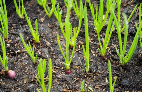 growing shallots top tips  easy growing