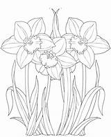 Daffodils Coloring Pages Girls Artfully Beautiful Flowers sketch template